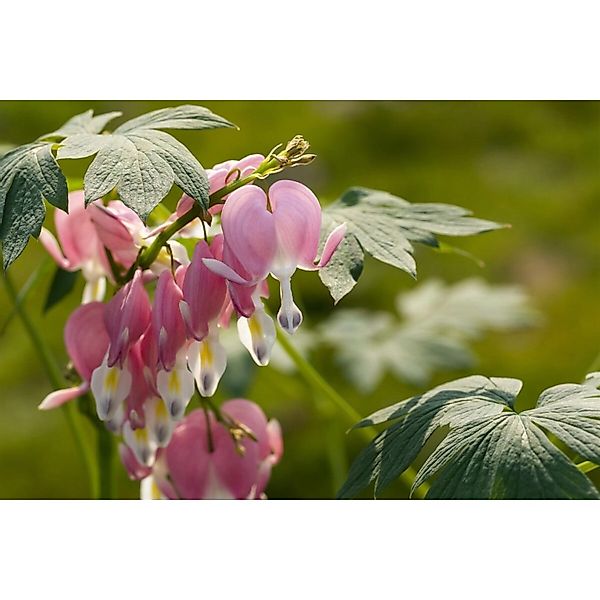 Dicentra Spectabilis Tränendes Herz Ca. 9x9 cm Topf günstig online kaufen