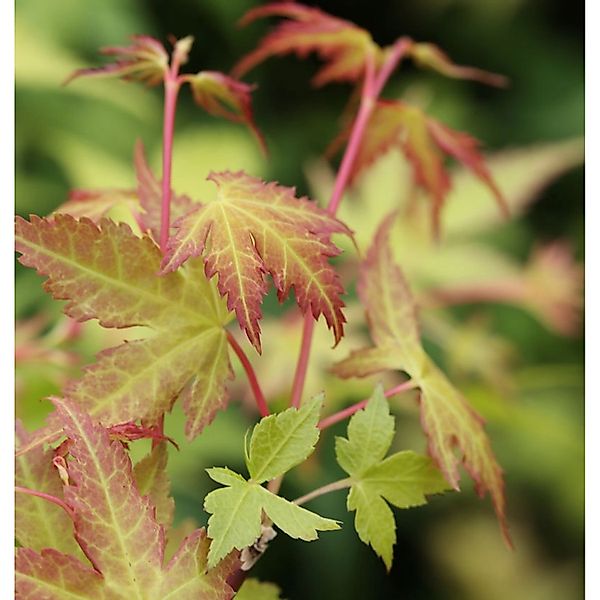 Fächerahorn Katsura 60-80cm - Acer palmatum günstig online kaufen