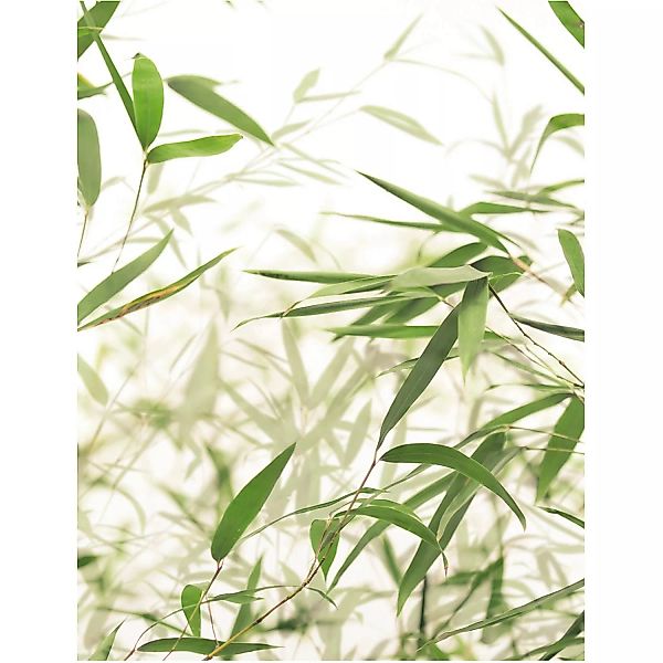 Komar Poster "Bamboo Leaves", Pflanzen-Blätter, (1 St.), Kinderzimmer, Schl günstig online kaufen