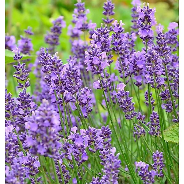 Echter Lavendel Essence Purple - großer Topf - Lavandula angustifolia günstig online kaufen