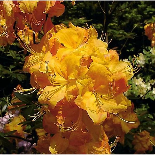 Azalee Klondyke 30-40cm - Rhododendron luteum - Alpenrose günstig online kaufen