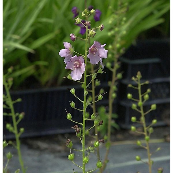 Phönizische Königskerze - Verbascum phoeniceum günstig online kaufen