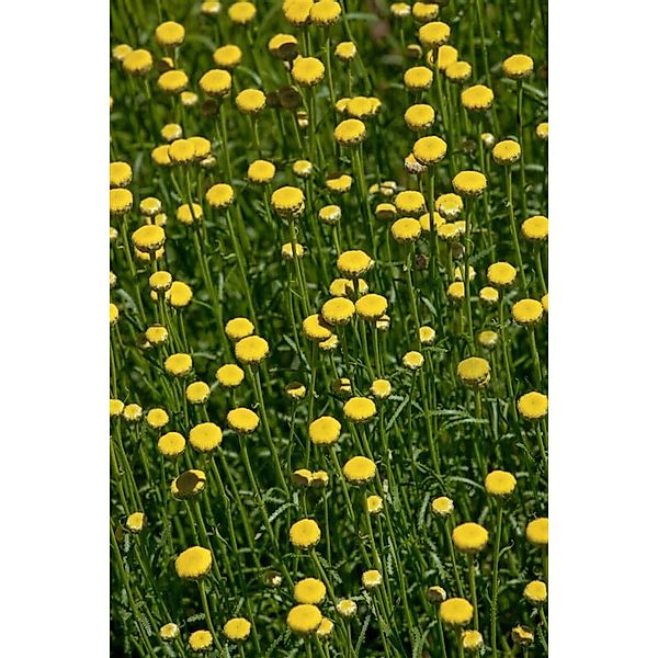 Santolina Rosmarinifolia Heiligenkraut Silbrig-Grün Ca. 9x9 cm Topf günstig online kaufen