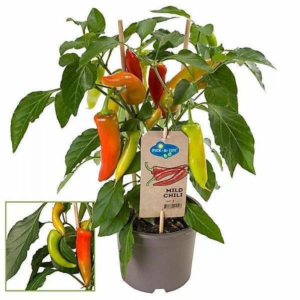 Exotenherz Chilipflanze Mild Peperoni Pfefferstrauch für Balkon und Garten günstig online kaufen