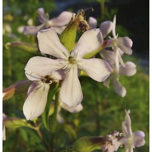 Gewöhnliches Seifenkraut Plena - Saponaria officinalis günstig online kaufen