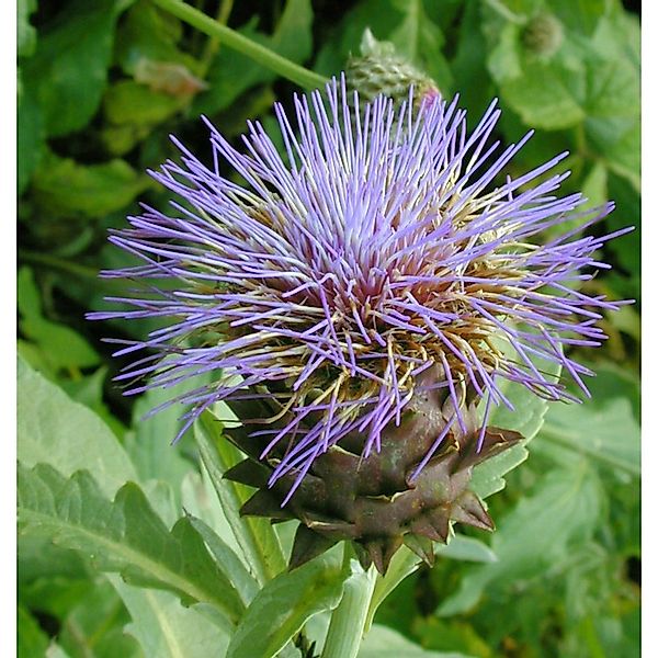 Zierartischocke flavescens - Cynara cardunculus günstig online kaufen