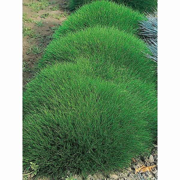 GROW by OBI Bärenfell-Schwingel Grün Topf-Ø ca. 9 cm x 9 cm Festuca günstig online kaufen