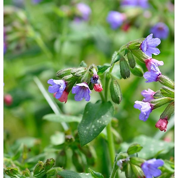 Echtes Lungenkraut Wuppertal - Pulmonaria officinalis günstig online kaufen