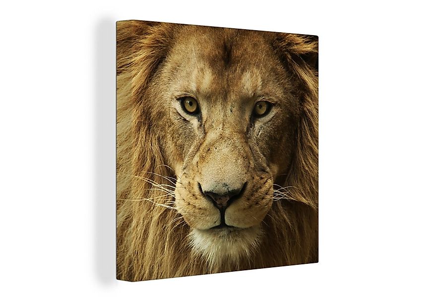 OneMillionCanvasses® Leinwandbild Porträt - Afrika - Löwe, Fotodruck (1 St) günstig online kaufen