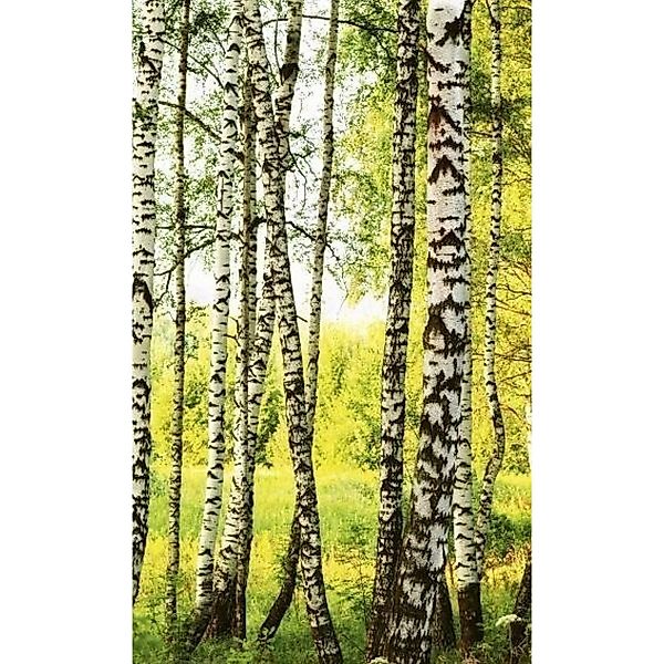 Fototapete BIRCH FOREST | MS-2-0094 | Grün | Digitaldruck auf Vliesträger günstig online kaufen