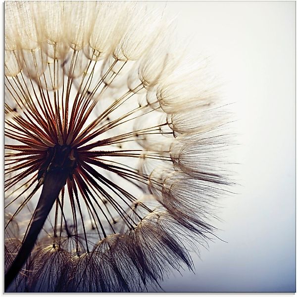Artland Glasbild Große Pusteblume, Blumen (1 günstig online kaufen