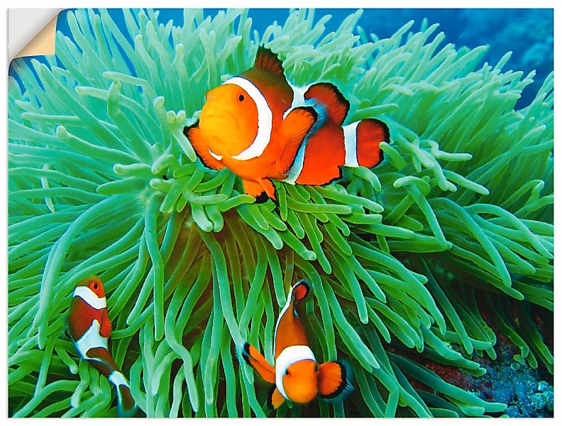 Artland Wandbild "Finde Nemo", Wassertiere, (1 St.), als Poster, Wandaufkle günstig online kaufen