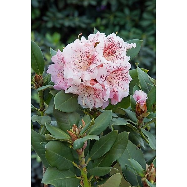 Rhododendron Hybr. Double Dots Rosa-Weiß 30–40 cm günstig online kaufen