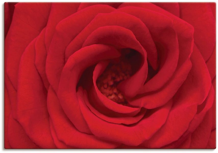Artland Leinwandbild "Rote Rose" Blumen 1 Stk. tlg. auf Holzrahmen gespannt günstig online kaufen