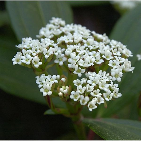 Hochstamm Immergrüner Zwergschneeball 40-60cm - Viburnum davidii günstig online kaufen