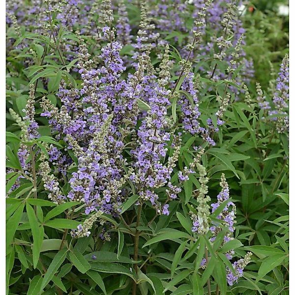 Mönchspfeffer Magical Summertime Blues 40-60cm - Vitex agnus castus günstig online kaufen