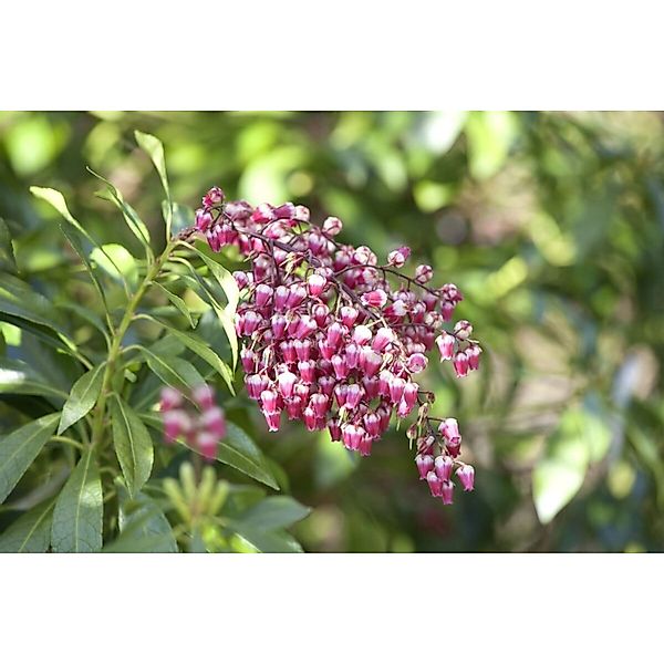 Pieris Japonica Passion Japanische Lavendelheide 25–30 cm günstig online kaufen