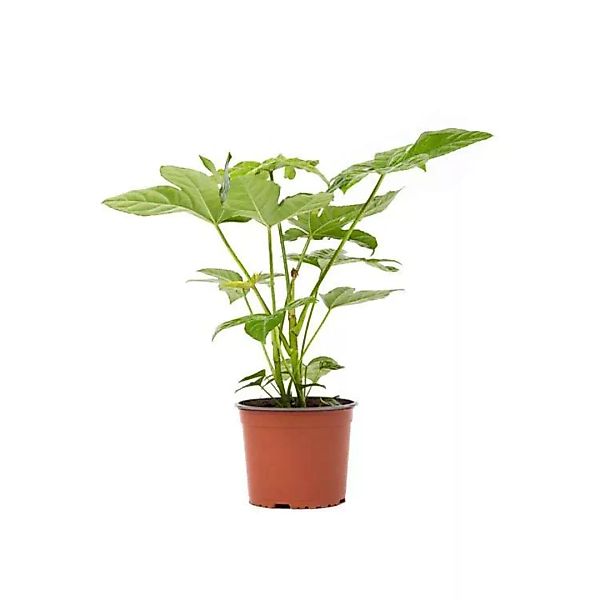 OH2 | 2er-Set Fingerpflanzen Fatsia Japonica günstig online kaufen
