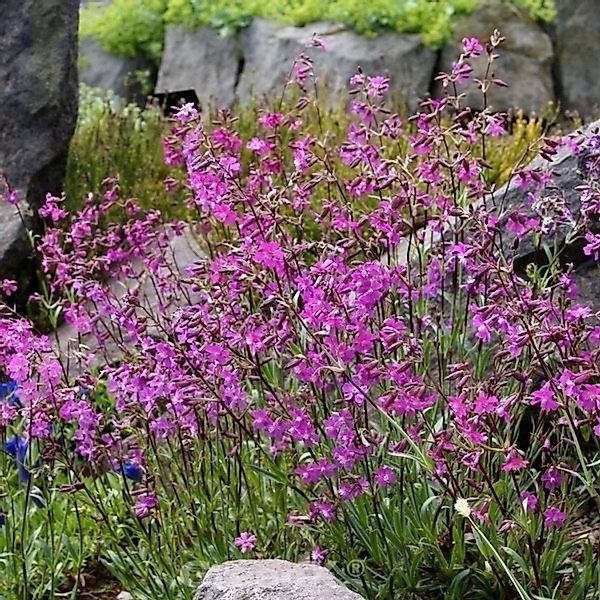 Pechnelke Feuer - Lychnis viscaria günstig online kaufen