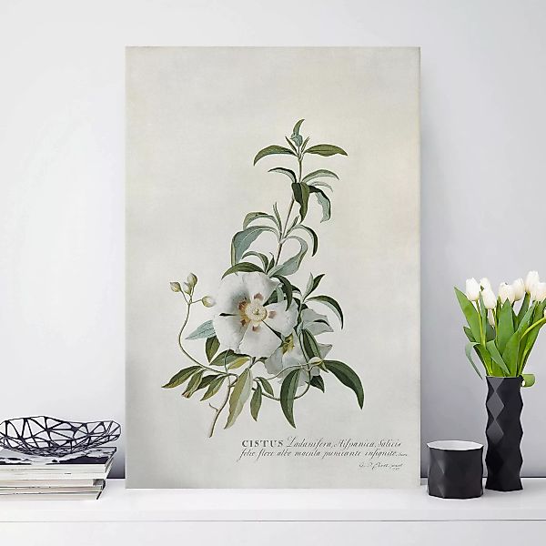 Leinwandbild Blumen - Hochformat Georg Dionysius Ehret - Zistrose günstig online kaufen
