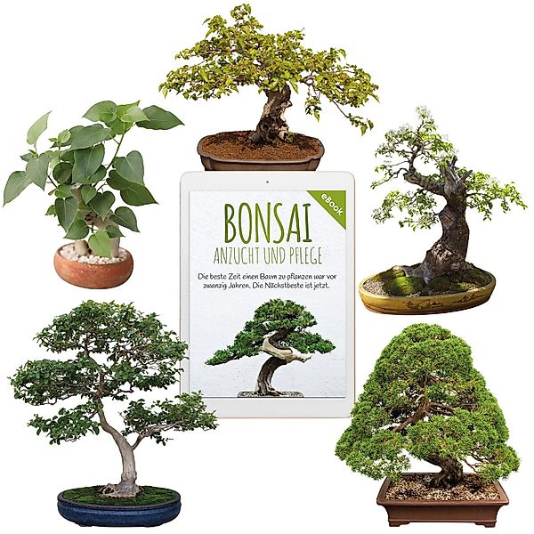 HappySeed Blumensamen Bonsai Samen mit hoher günstig online kaufen