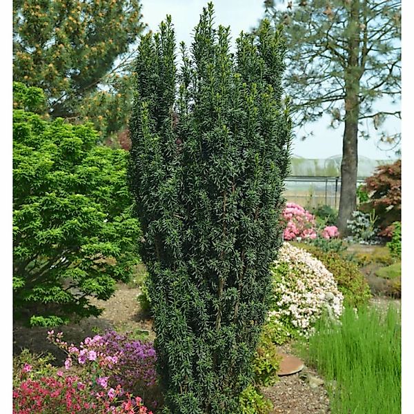 Dunkelgrüne Säuleneibe Pirat 50-60cm - Taxus baccata günstig online kaufen