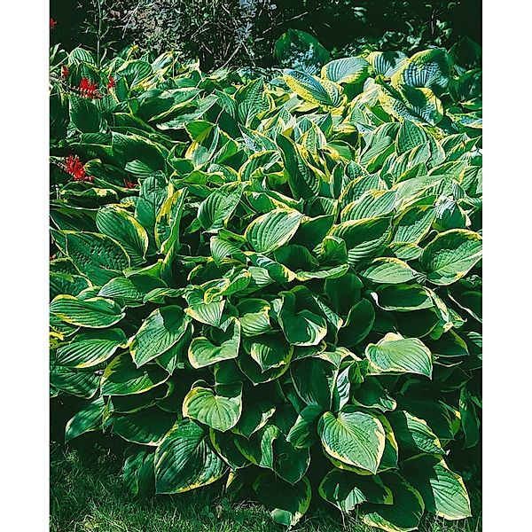Hosta Sieboldiana Francee Williams Funkie Ca. 13 cm Topf günstig online kaufen