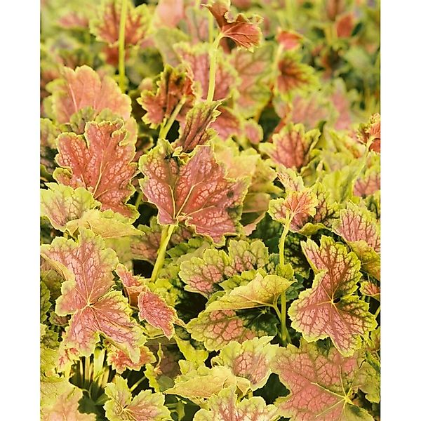 Heuchera Villosa Tiramisu R Ca. 11x11 cm Topf günstig online kaufen
