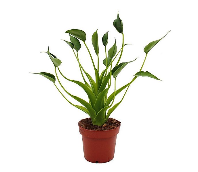 Exotenherz Zimmerpflanze Alocasia "Tiny Dancer" - Pfeilblatt - Tropenwurz - günstig online kaufen