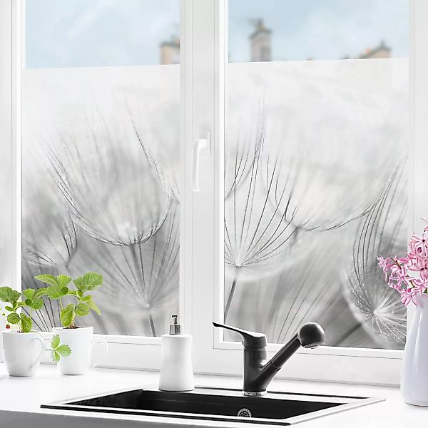Fensterfolie Pusteblumen Makroaufnahme in schwarz weiß günstig online kaufen