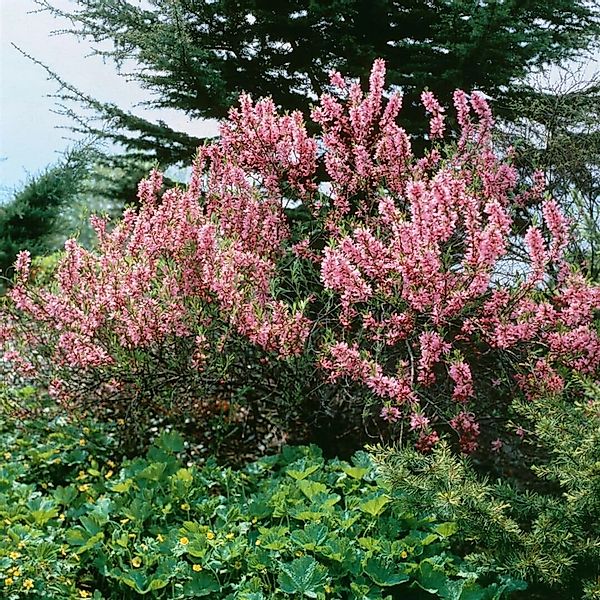 Prunus Tenella Zwergmandel Fire Hill 40-60 cm günstig online kaufen