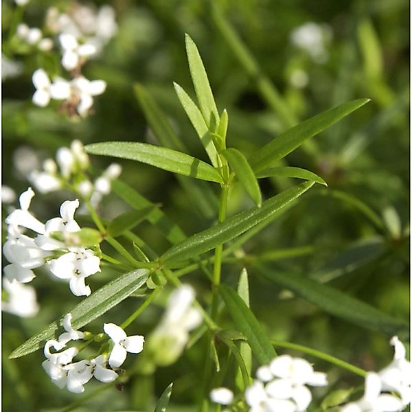 Färber-Meier - Asperula tinctoria günstig online kaufen