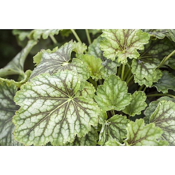 Heuchera Americana Marvelous Marble Silver 2 Liter Container günstig online kaufen
