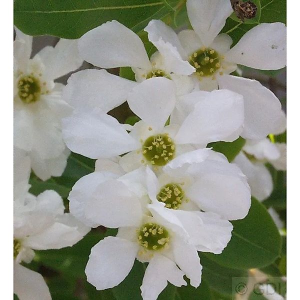 Radspiere 40-60cm - Exochorda racemosa günstig online kaufen