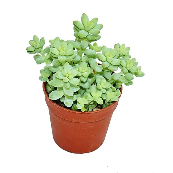 Exotenherz Kaktus Sedum morganianum burritum - Affenschaukel - 5,5cm Topf günstig online kaufen