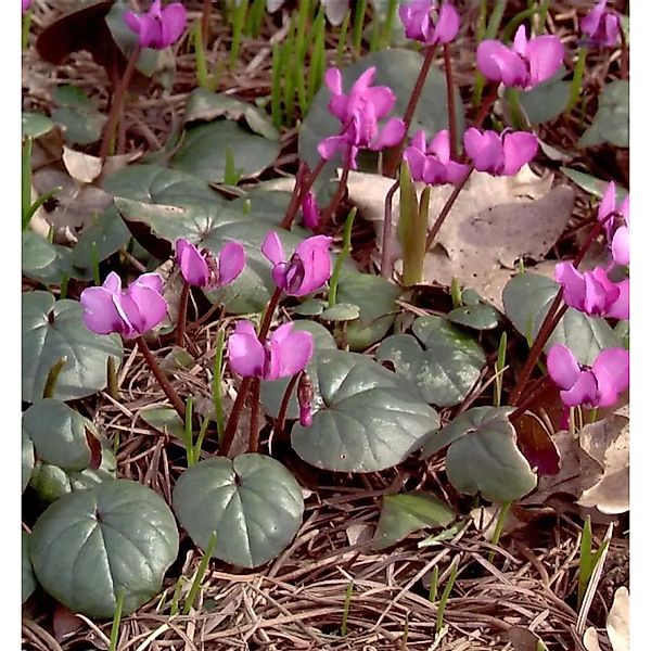 Frühlings Alpenveilchen Ruby Star - Cyclamen coum günstig online kaufen