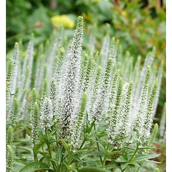 Polsterveronika Alba - Veronica spicata günstig online kaufen