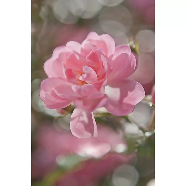 Komar Fototapete Bouquet 184 cm x 254 cm FSC® günstig online kaufen