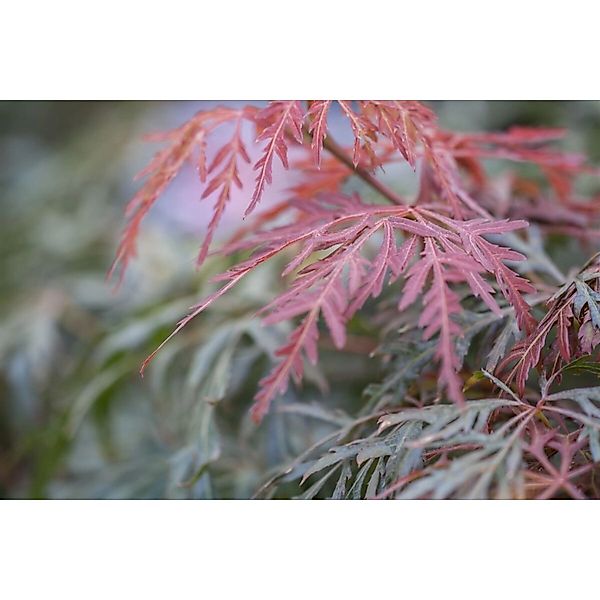 Acer Palmatum Orangeola Japanischer Ahorn Orange-Rot 60–100 cm günstig online kaufen