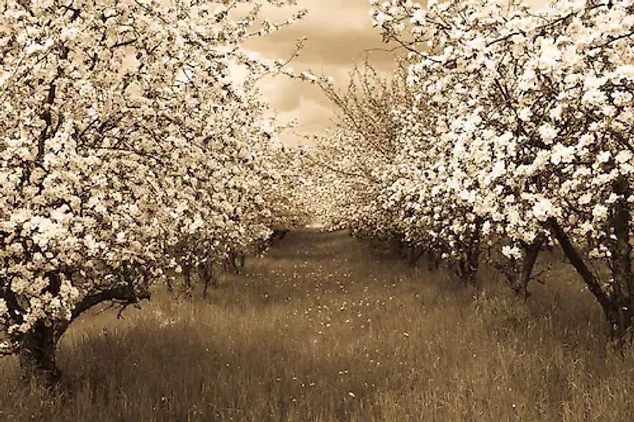 Papermoon Fototapete »Sepia Frühlingsobstgarten« günstig online kaufen