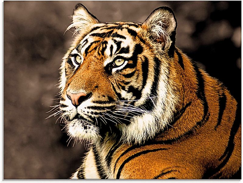 Artland Glasbild "Tiger sepia" Wildtiere 1 Stk. tlg. in verschiedenen Größe günstig online kaufen