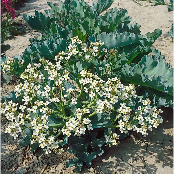 Crambe Maritima Meerkohl Ca. 11x11 cm Topf günstig online kaufen