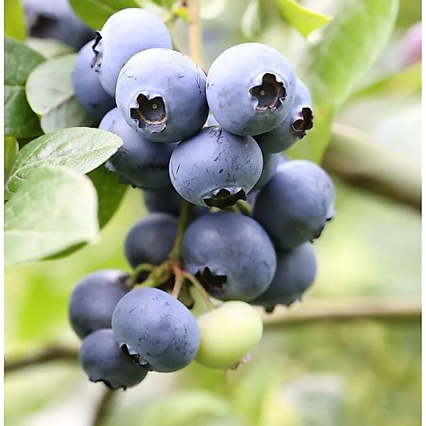 Heidelbeere Grover 40-60cm - Vaccinium corymbosum günstig online kaufen