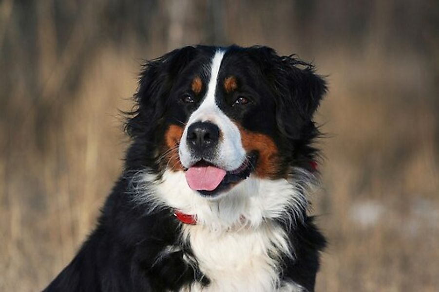 Papermoon Fototapete »Hund, Berner Sennenhund« günstig online kaufen