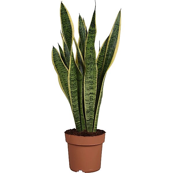 GROW by OBI Bogenhanf Laurentii Topf Ø ca. 17 cm Sansevieria Trifasciata günstig online kaufen