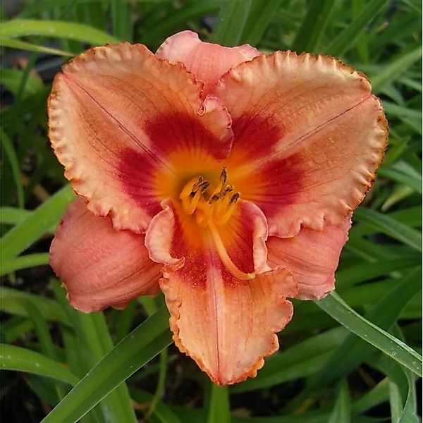 Taglilie Strawberry Candy - Hemerocallis cultorum günstig online kaufen