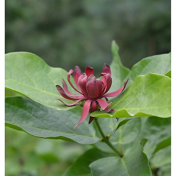 Gewürzstrauch 40-60cm - Calycanthus floridus günstig online kaufen