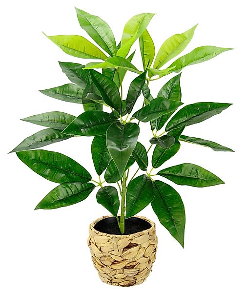 Kunstpflanze Schefflera, I.GE.A., Höhe 48 cm, günstig online kaufen
