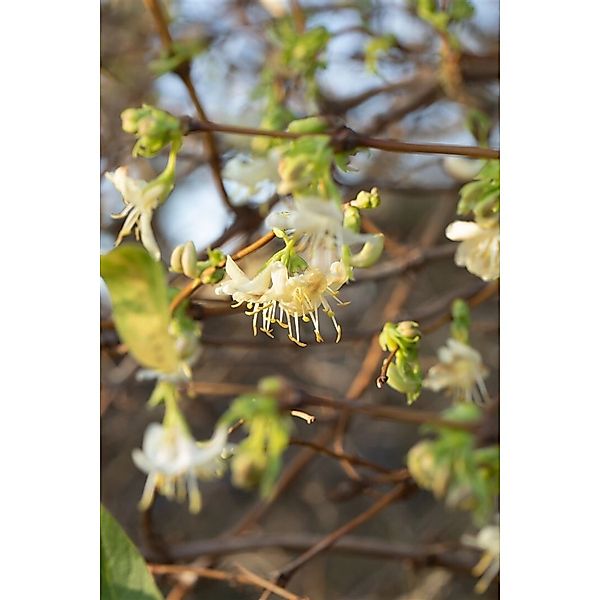 Lonicera Purpusii Winter-Heckenkirsche Cremeweiß 80–100 cm günstig online kaufen