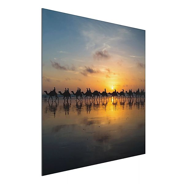 Alu-Dibond Bild Tiere - Quadrat Kamele im Sonnenuntergang günstig online kaufen